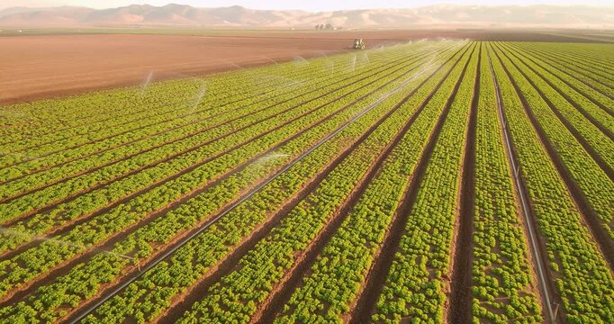 Drone shot of green romaine field been watered in early morning panning left to right