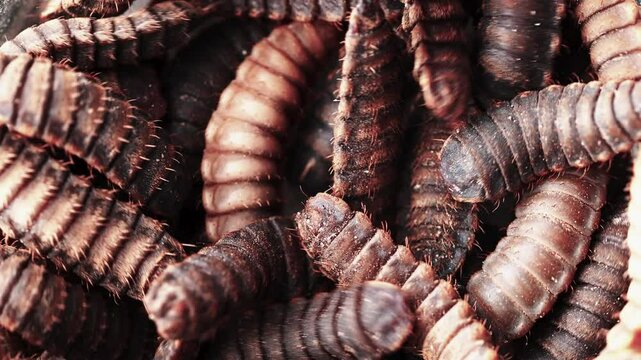 Close up the Black Soldier Fly larvae (Hermetia illucens)for protein animal feed ingredient