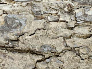 Bark wood natural background 
