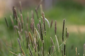 Close-up of Wild Grass in a Field