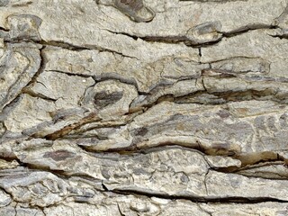 bark of tree texture background 