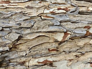 bark of tree texture natural background 