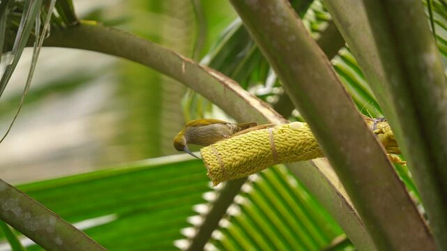 the little spiderhunter bird or arachnothera longistra is drinking the sugar water from the coconut flower