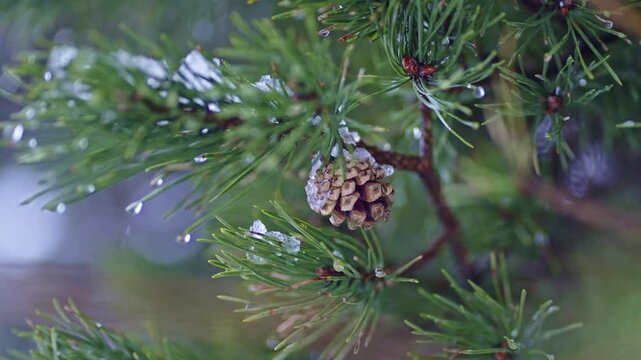 Pine cone on a snowy branch during winter