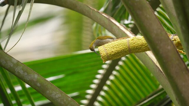 little spiderhunter bird or arachnothera longistra o a coconut flower