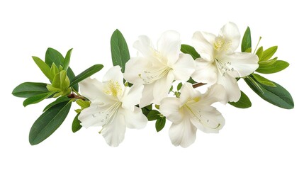 Fototapeta premium Azaleas flowers with leaves, White flowers isolated on white background with clipping path