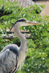 六孫王神社のアオサギ