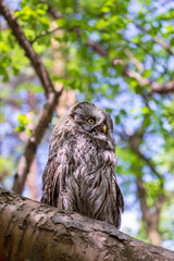 Great grey owl (Strix nebulosa) on a blurry summer greenery. Cute baby owl. Copy space. Concepts of wisdom, funny pet, amulet, summer time, vacation, circadian rhythms, vision, biological illustration