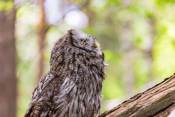 Great grey owl (Strix nebulosa) on a blurry summer greenery. Cute baby owl. Copy space. Concepts of wisdom, funny pet, amulet, summer time, vacation, circadian rhythms, vision, biological illustration