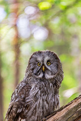 Great grey owl (Strix nebulosa) on a blurry summer greenery. Cute baby owl. Copy space. Concepts of wisdom, funny pet, amulet, summer time, vacation, circadian rhythms, vision, biological illustration