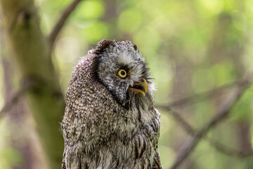 Great grey owl (Strix nebulosa) on a blurry summer greenery. Cute baby owl. Copy space. Concepts of wisdom, funny pet, amulet, summer time, vacation, circadian rhythms, vision, biological illustration