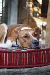 Brown and white dog rests on a striped cushion with comfort