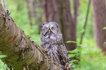 Great grey owl (Strix nebulosa) on a blurry summer greenery. Cute baby owl. Copy space. Concepts of wisdom, funny pet, amulet, summer time, vacation, circadian rhythms, vision, biological illustration