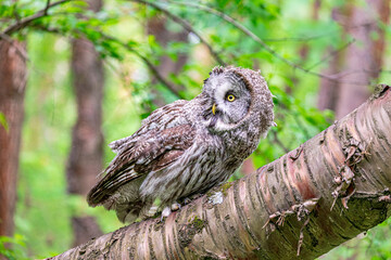 Great grey owl (Strix nebulosa) on a blurry summer greenery. Cute baby owl. Copy space. Concepts of wisdom, funny pet, amulet, summer time, vacation, circadian rhythms, vision, biological illustration