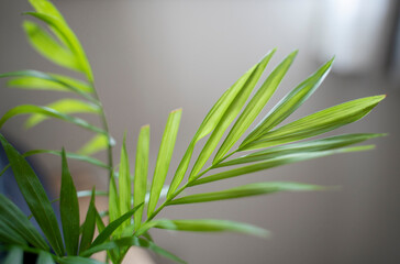 小さなインテリアグリーン