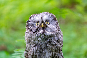 Great grey owl (Strix nebulosa) on a blurry summer greenery. Cute baby owl. Copy space. Concepts of wisdom, funny pet, amulet, summer time, vacation, circadian rhythms, vision, biological illustration