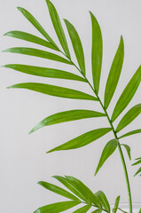 小さなインテリアグリーン