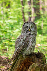 Great grey owl (Strix nebulosa) on a blurry summer greenery. Cute baby owl. Copy space. Concepts of...