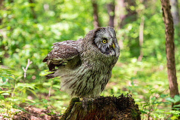 Great grey owl (Strix nebulosa) on a blurry summer greenery. Cute baby owl. Copy space. Concepts of...
