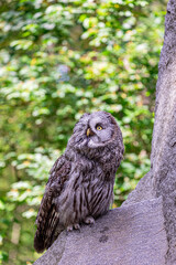 Great grey owl (Strix nebulosa) on a blurry summer greenery. Cute baby owl. Copy space. Concepts of wisdom, funny pet, amulet, summer time, vacation, circadian rhythms, vision, biological illustration