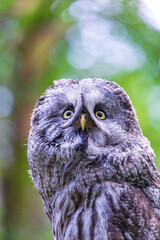 Great grey owl (Strix nebulosa) on a blurry summer greenery. Cute baby owl. Copy space. Concepts of wisdom, funny pet, amulet, summer time, vacation, circadian rhythms, vision, biological illustration