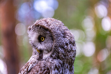 Great grey owl (Strix nebulosa) on a blurry summer greenery. Cute baby owl. Copy space. Concepts of wisdom, funny pet, amulet, summer time, vacation, circadian rhythms, vision, biological illustration