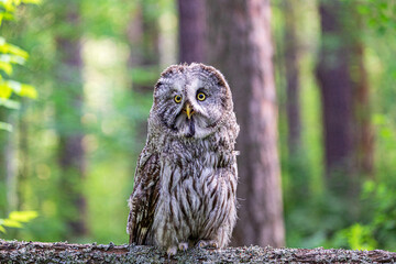 Great grey owl (Strix nebulosa) on a blurry summer greenery. Cute baby owl. Copy space. Concepts of wisdom, funny pet, amulet, summer time, vacation, circadian rhythms, vision, biological illustration
