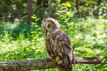 Great grey owl (Strix nebulosa) on a blurry summer greenery. Cute baby owl. Copy space. Concepts of...