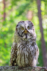 Great grey owl (Strix nebulosa) on a blurry summer greenery. Cute baby owl. Copy space. Concepts of wisdom, funny pet, amulet, summer time, vacation, circadian rhythms, vision, biological illustration