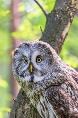 Great grey owl (Strix nebulosa) on a blurry summer greenery. Cute baby owl. Copy space. Concepts of wisdom, funny pet, amulet, summer time, vacation, circadian rhythms, vision, biological illustration