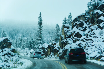 Winter Majesty: Bison Herd in Snowy Lamar Valley