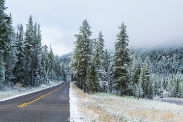 Winter Majesty: Bison Herd in Snowy Lamar Valley