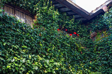 Fototapeta premium 町中で見かけたツタに覆われた美しいお屋敷。 内部は洋食レストランである。美しい長野の中核都市、松本市を歩く。 日本国長野県松本市 - 2021年11月7日。 