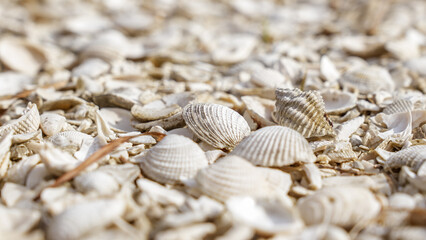Millions of Seashells Creating a Stunning Shoreline Landscape