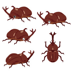 オスのカブトムシセット