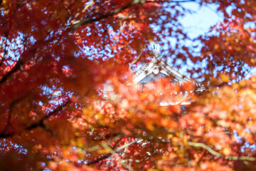 真っ赤に色づく紅葉と漆黒の天守閣の美しく素晴らしいコントラスト。
お堀の水鏡に映る美しい天守閣。
背後には雄大な日本アルプスの山脈が見える。
松本市の象徴、松本城。
日本に５つしかない国宝の城郭である。
市民に広く開放されていて、この位置からは１日中、無料で誰でも撮影することができる。
美しい長野の中核都市、松本市を歩く。
日本国長野県松本市 - 2021年11月7日。
