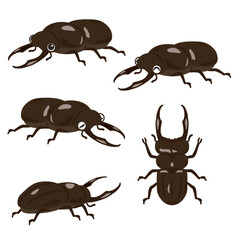 オスのクワガタムシセット