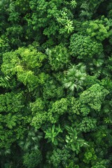 A stunning aerial photograph showcasing the dense and vibrant green canopy of a tropical rainforest, highlighting the rich biodiversity.
