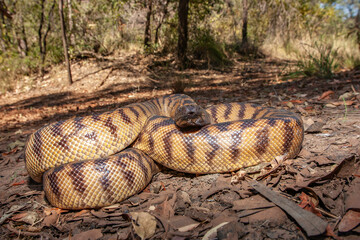 ustralian Black-headed Python in West Australian Habitat