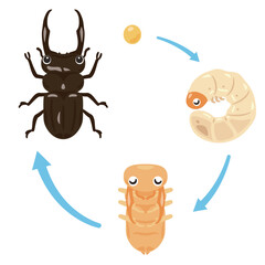 クワガタムシ、蛹、幼虫、卵の成長セット