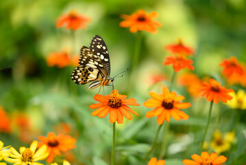 Beautiful butterfly with orange flower garden in spring season