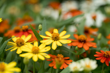 Colorful Zinnia flowers blooming in garden, Spring and summer season