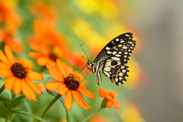 Beautiful butterfly with colorful flower garden in spring season