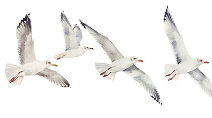 Obraz premium Seagulls flying in the watercolor sky isolated on a transparent background