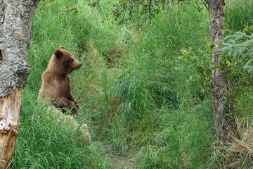 brown bear in the forest