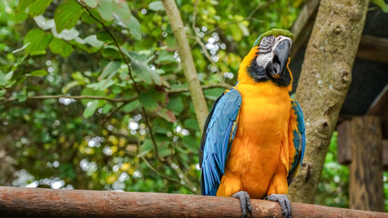 Brightly colored parrot on a branch with blurred foliage in the background
