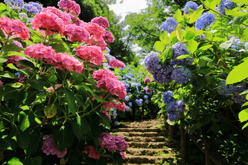 満開のあじさい