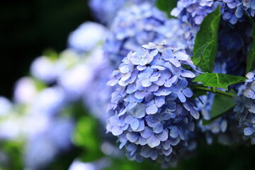 満開のあじさい