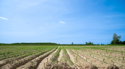 row of cassava tree in field, Growing cassava, young shoots growing, The cassava is the tropical food plant,it is a cash crop in Thailand, This is the landscape of cassava plantatio.