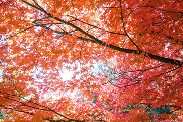 美しい真っ赤に色づく紅葉。

松本市郊外にあるアルプス公園。
標高800mほどの丘の頂上にあり、展望台からは松本市街地を含む安曇野の盆地、北アルプスの山脈の連なりが一望できる。
壮大なパノラマである。
美しい長野の中核都市、松本市を歩く。
日本国長野県松本市 - 2021年11月7日。
